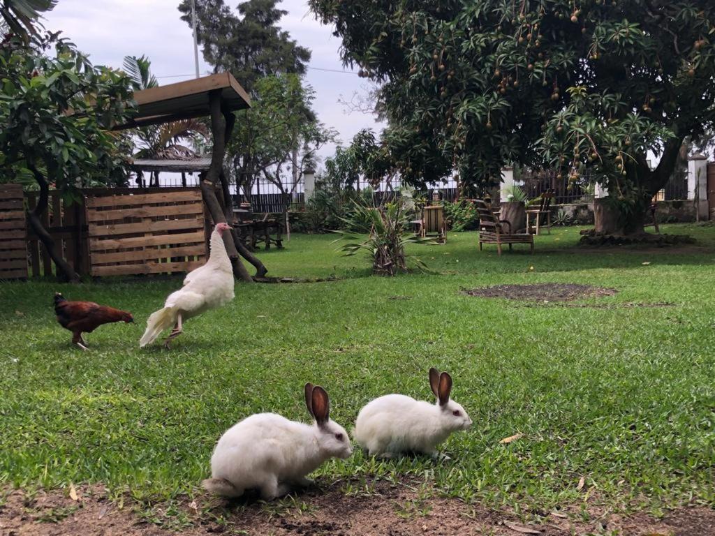 Kivu Beach Garden Gisenyi Exterior photo